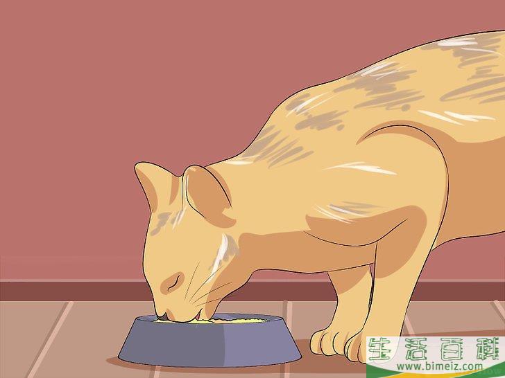 怎么辨别猫咪是否被切除卵巢