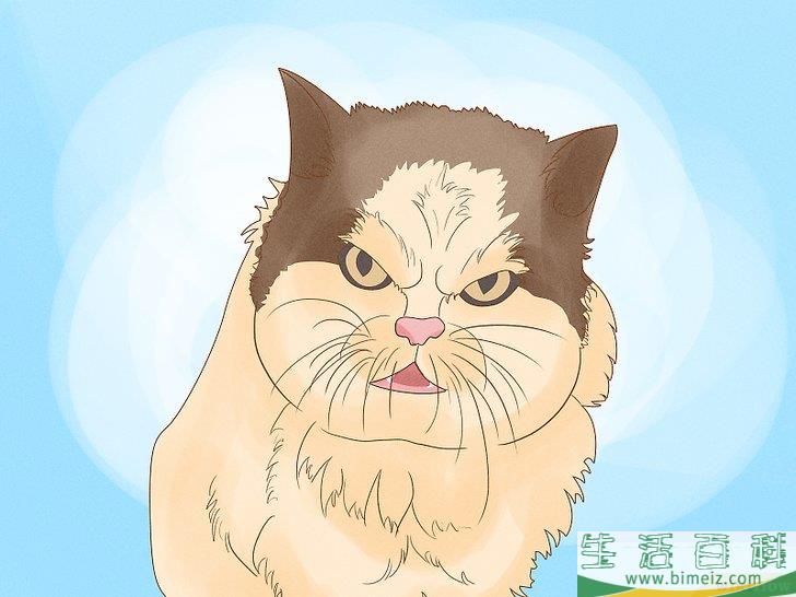 怎么向猫咪道歉