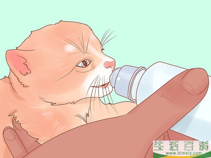 怎么照顾幼猫