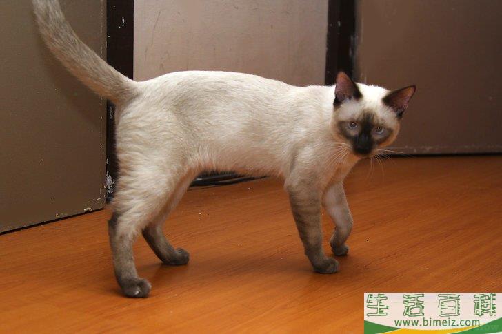 怎么去除木地板上的猫尿