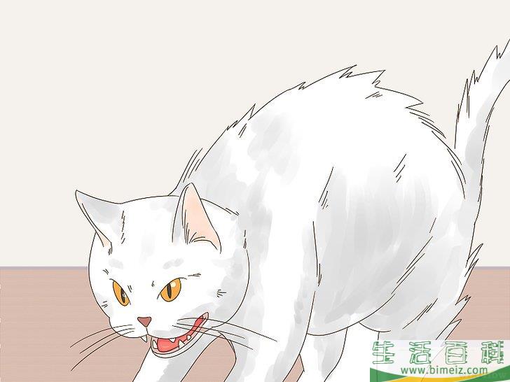 怎么判断猫咪是在玩耍还是打架