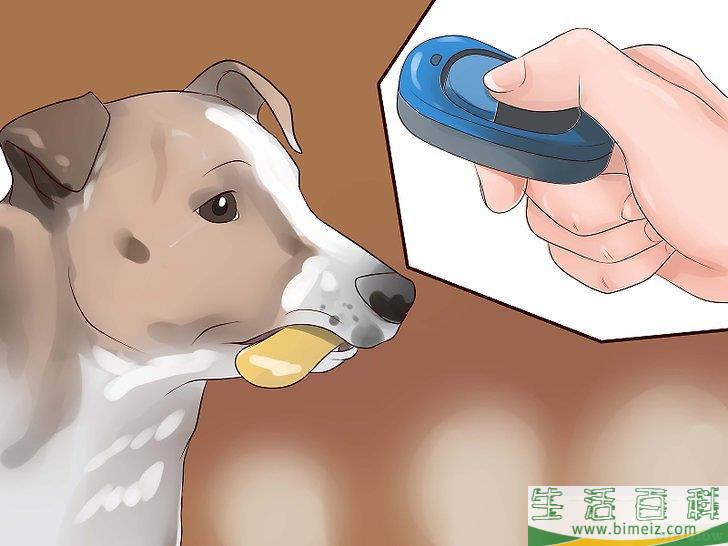 怎么让狗不再追赶猫咪