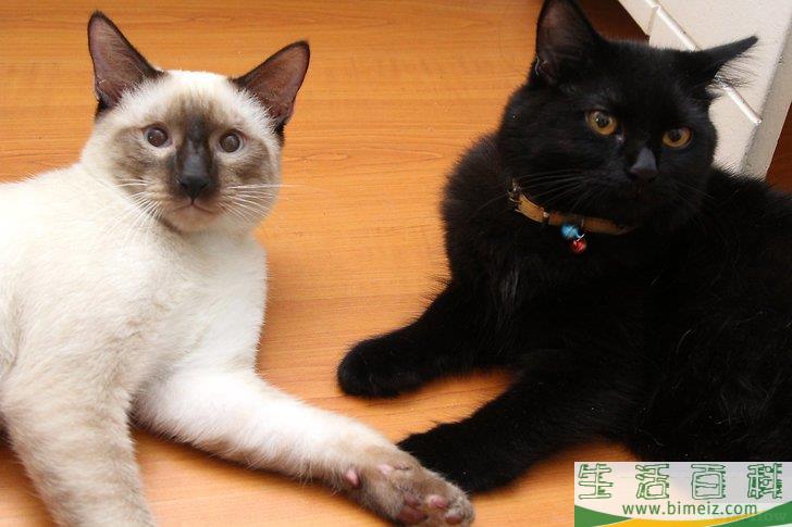 怎么去除木地板上的猫尿