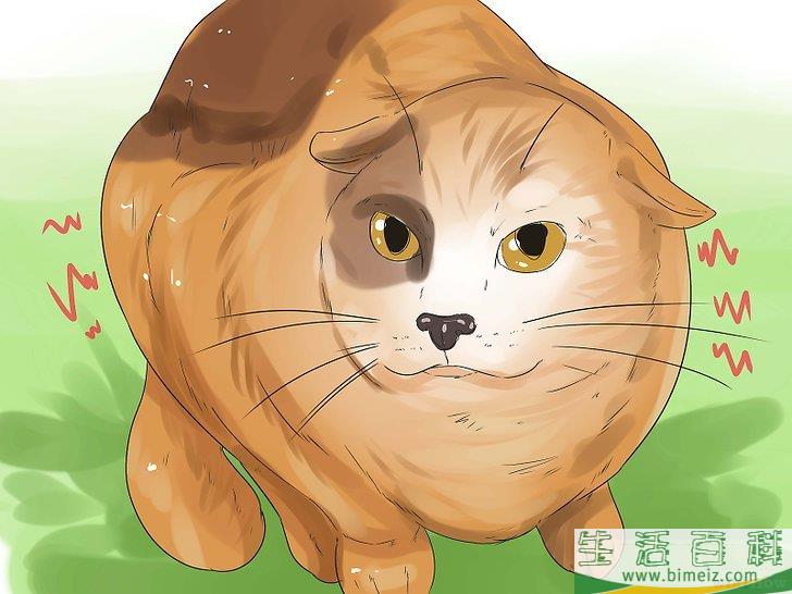 怎么让猫咪不再发出嘶嘶声