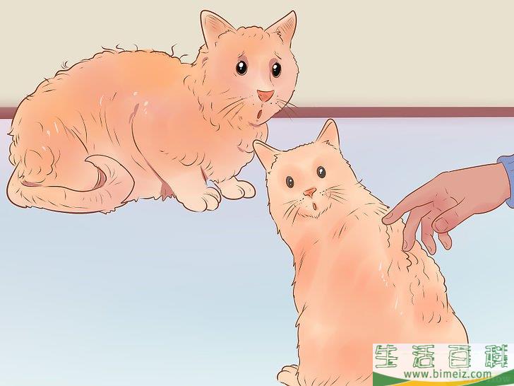 怎么判断一只猫是否生病