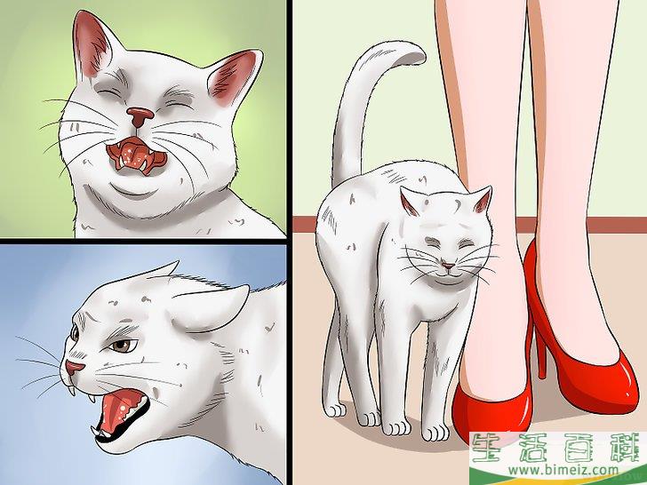 怎么让你的猫爱你