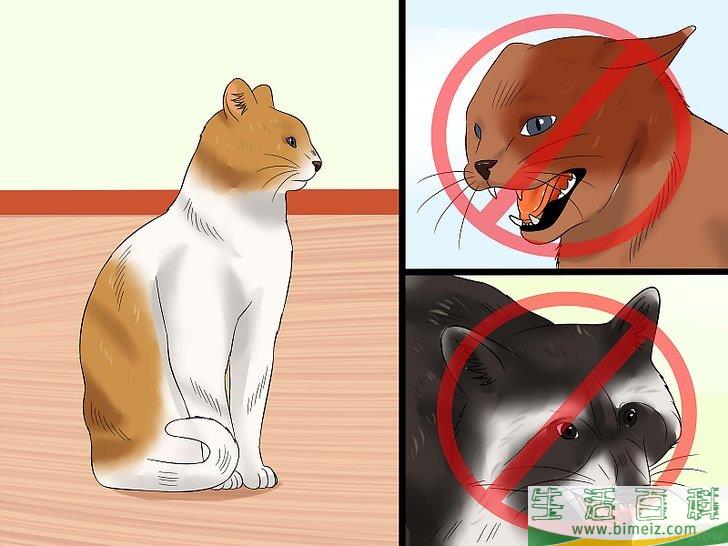 怎么判断猫是否得了狂犬病