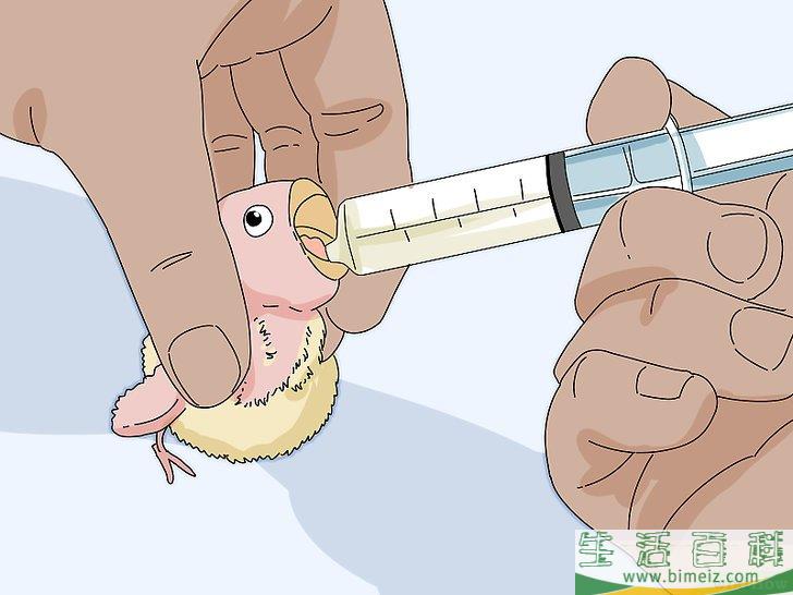 怎么喂养牡丹鹦鹉
