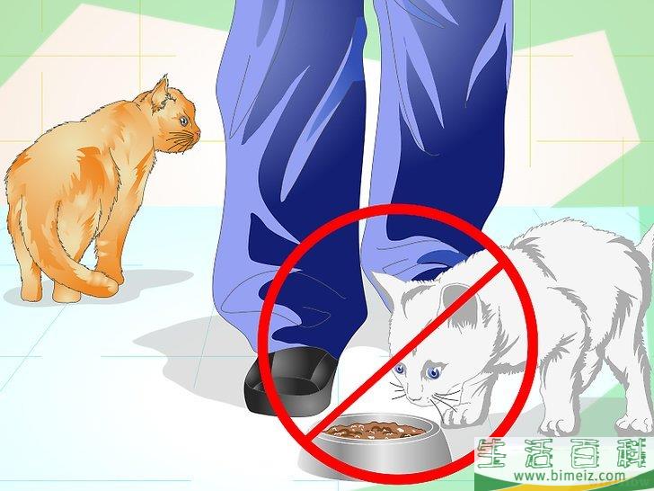 怎么防止猫咪乱撒尿