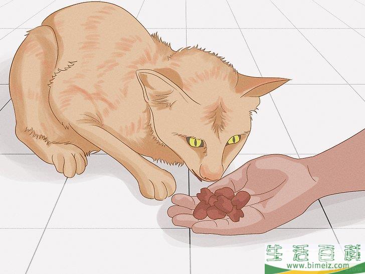 怎么向猫咪道歉