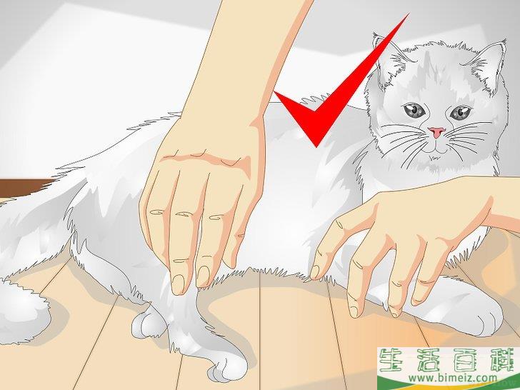 怎么宠爱猫咪