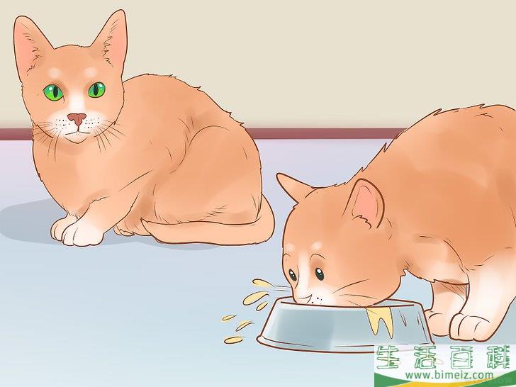 怎么判断一只猫是否生病