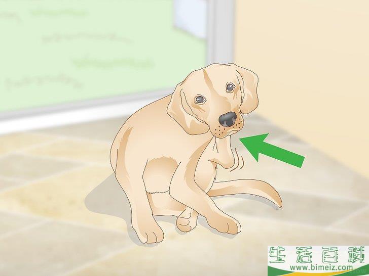 怎么辨认跳蚤的咬痕