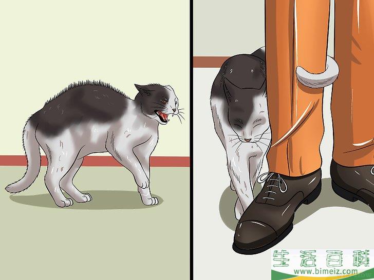 怎么让你的猫爱你