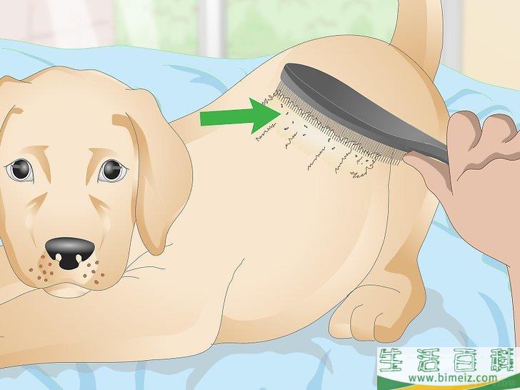 怎么辨认跳蚤的咬痕