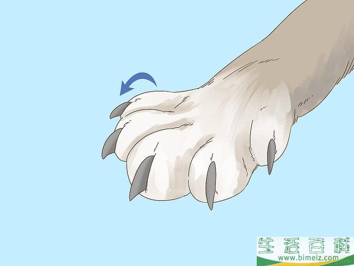 怎么判断猫咪是在玩耍还是打架