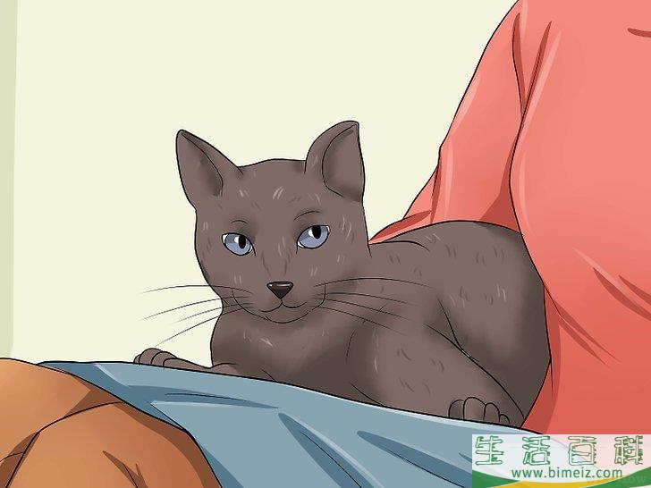 怎么让你的猫爱你