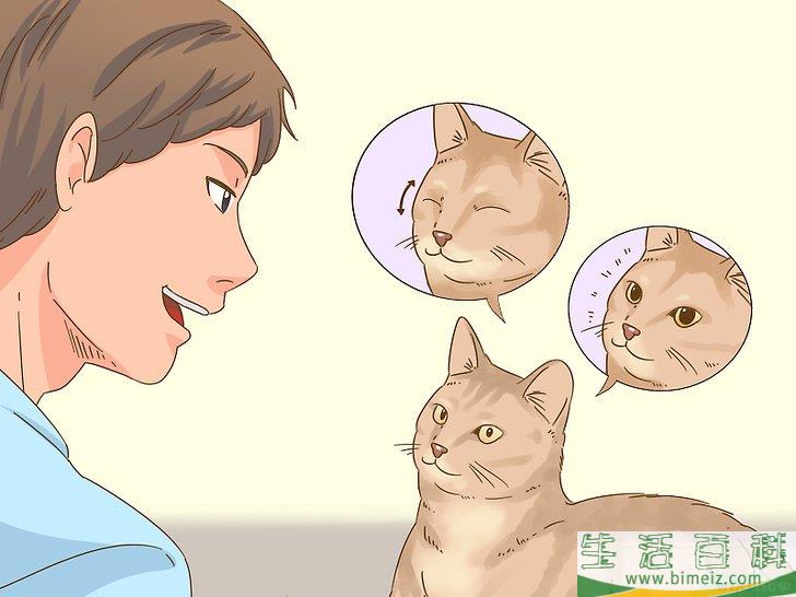 怎么和猫咪交流