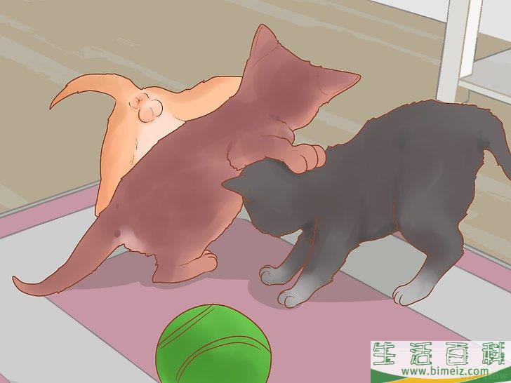 怎么照顾幼猫