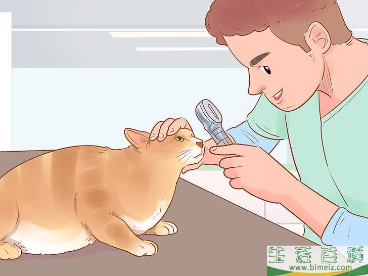 怎么判断一只猫是否生病
