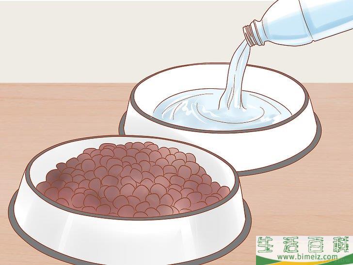 怎么照顾幼猫