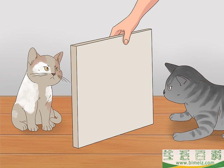 怎么判断猫咪是在玩耍还是打架
