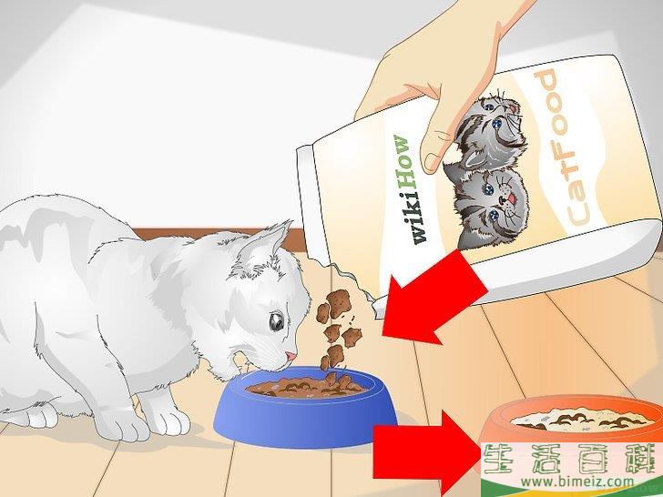 怎么宠爱猫咪