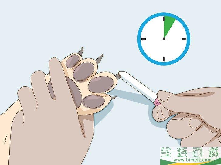 怎么给狗狗的趾甲床止血