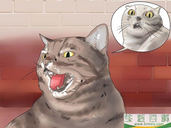 怎么让猫咪不再发出嘶嘶声