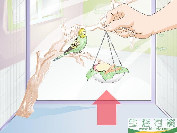 怎么喂养虎皮鹦鹉