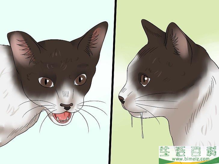 怎么判断猫是否得了狂犬病