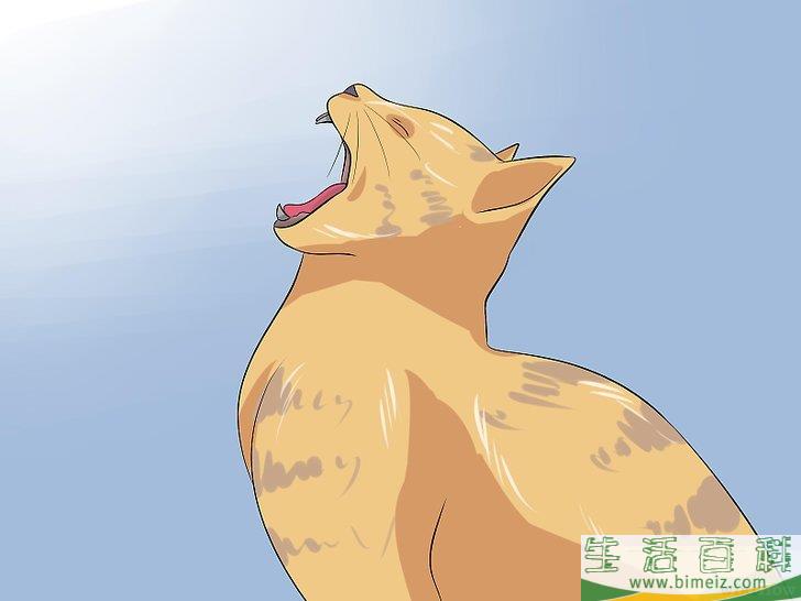怎么辨别猫咪是否被切除卵巢