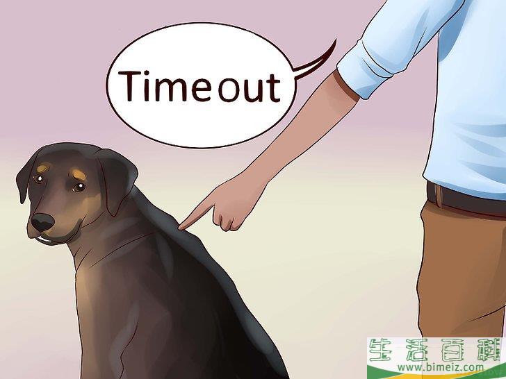 怎么让狗不再追赶猫咪