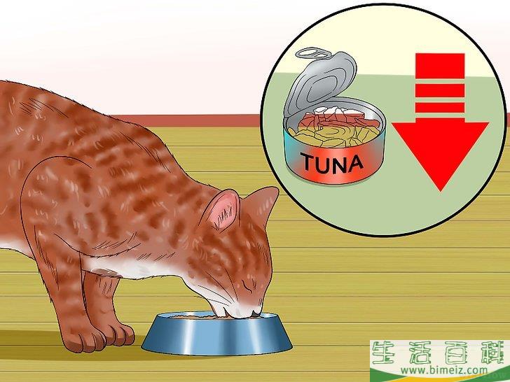 怎么自制猫食