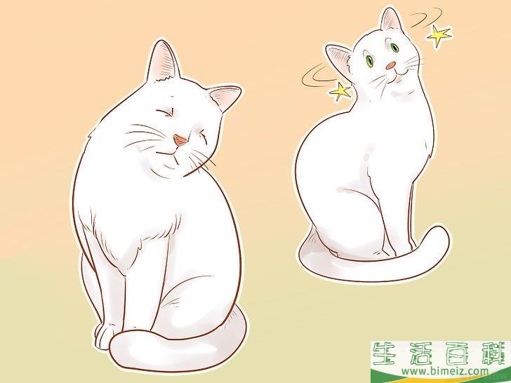 怎么判断一只猫是否生病