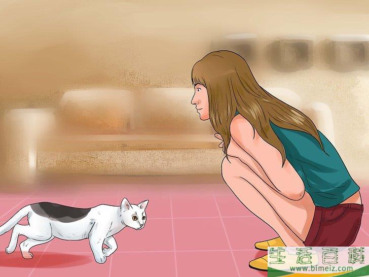 怎么让猫咪不再发出嘶嘶声