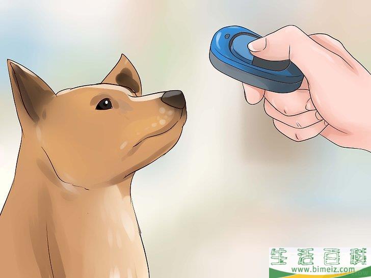 怎么让狗不再追赶猫咪