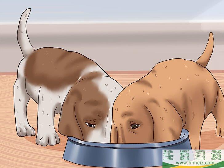怎么给幼犬断奶