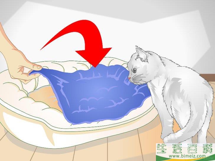 怎么宠爱猫咪