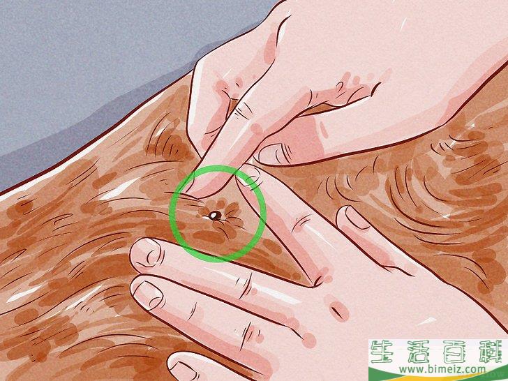 怎么判断狗是否感染了跳蚤