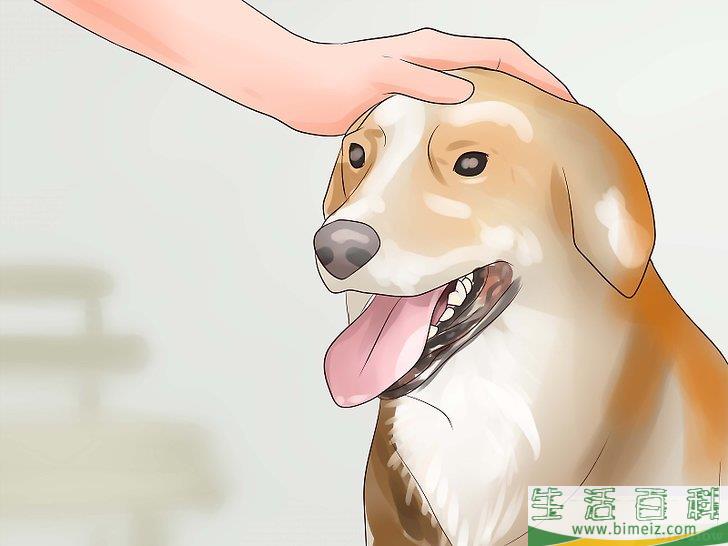 怎么让狗不再追赶猫咪