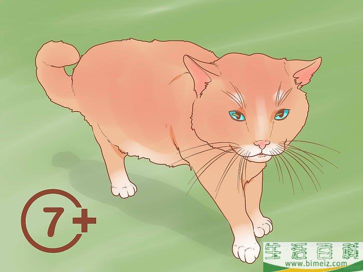怎么挑选猫咪