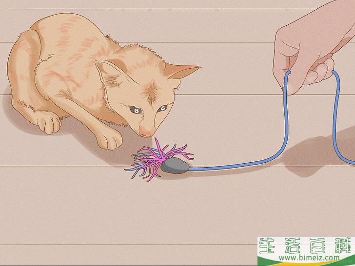 怎么向猫咪道歉