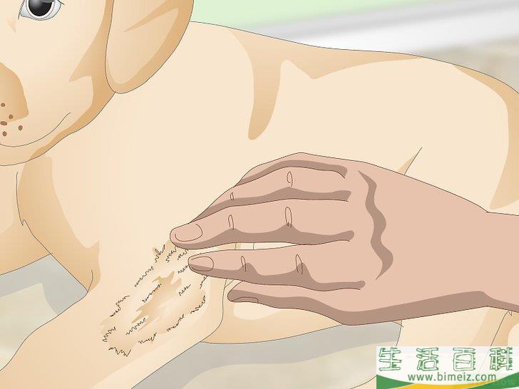 怎么辨认跳蚤的咬痕