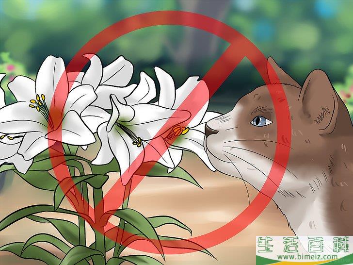 怎么让你的猫爱你