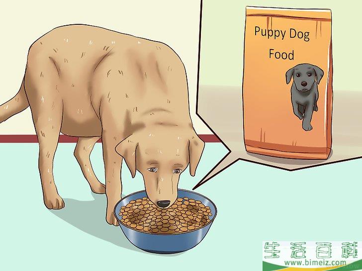 怎么给幼犬断奶