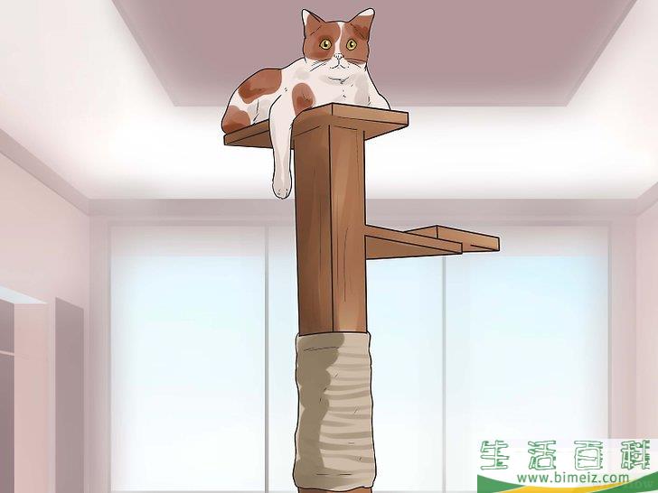 怎么让猫咪不再发出嘶嘶声