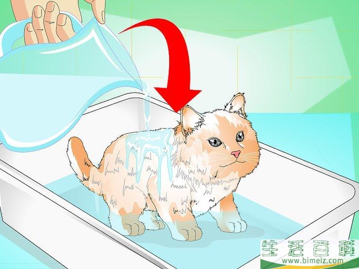 怎么给猫崽洗澡