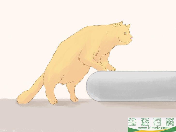 怎么防止猫咪在地毯上撒尿