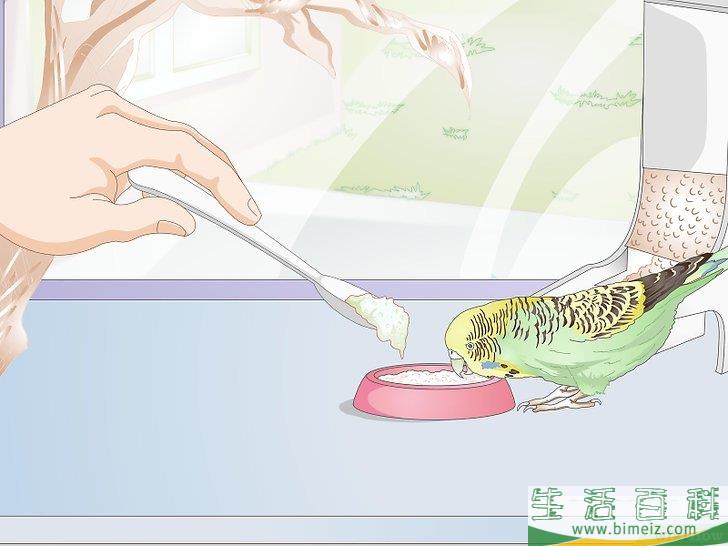 怎么喂养虎皮鹦鹉